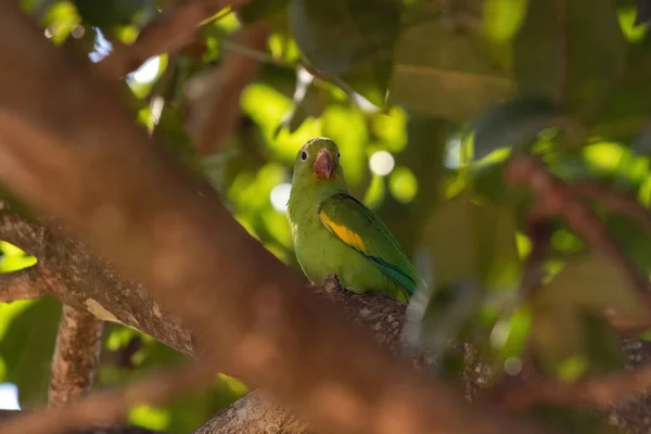 Papuga Żółta Gatunku Brotogeris Chiriri — Zdjęcie stockowe