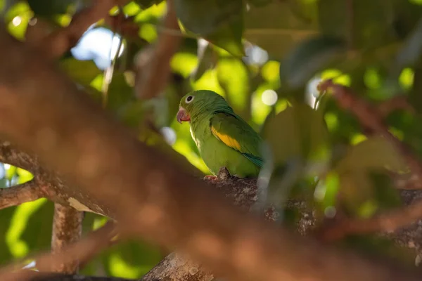 Chevroned Parakeet Brotogeris Chiriri — 스톡 사진