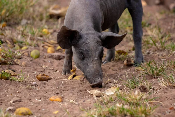 在农场繁育的黑猪 有选择的重点 — 图库照片