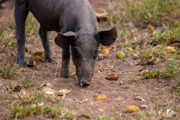 Schwarzes Schwein Stall Mit Selektivem Fokus Gezüchtet — Stockfoto