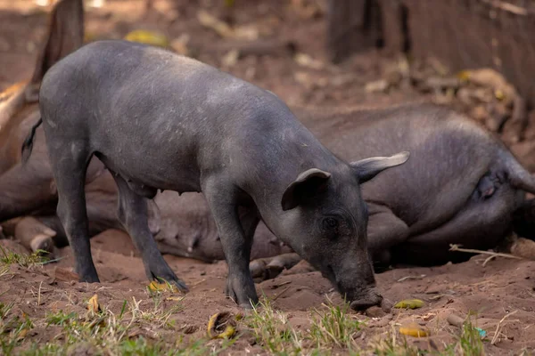 Schwarzes Schwein Stall Mit Selektivem Fokus Gezüchtet — Stockfoto