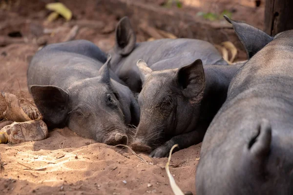 Porco Preto Criado Pocilga Com Foco Seletivo — Fotografia de Stock