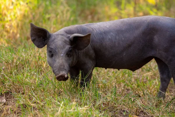 Black Pig Bred Farm Sty Selective Focus — Stock Photo, Image