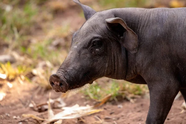 Schwarzes Schwein Stall Mit Selektivem Fokus Gezüchtet — Stockfoto