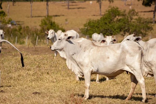 Vaca Adulta Uma Fazenda Brasileira Com Foco Seletivo — Fotografia de Stock