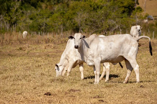 Vaca Adulta Uma Fazenda Brasileira Com Foco Seletivo — Fotografia de Stock