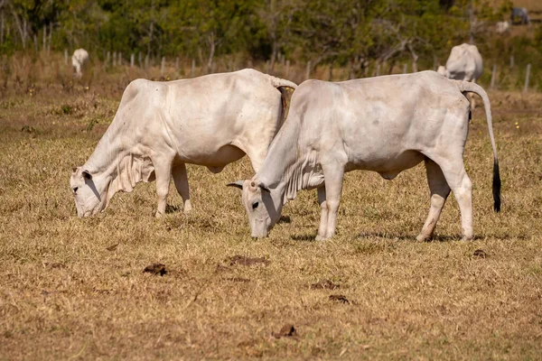 Vaca Adulta Una Granja Brasileña Con Enfoque Selectivo —  Fotos de Stock