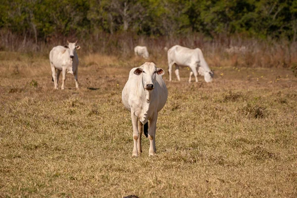 Взрослая Корова Бразильской Ферме Избирательным Фокусом — стоковое фото