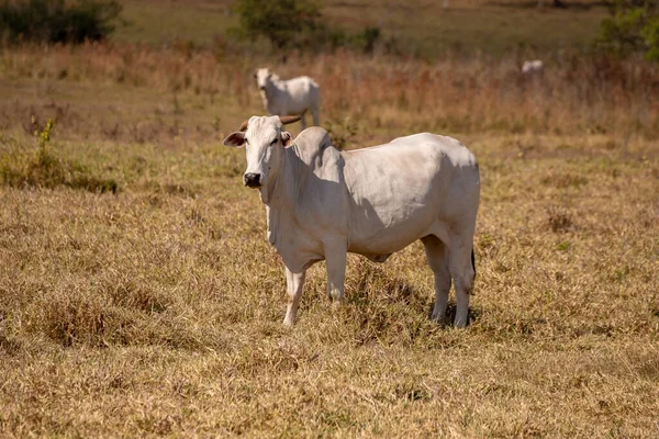 Ausgewachsene Kuh Einem Brasilianischen Bauernhof Mit Selektivem Fokus — Stockfoto