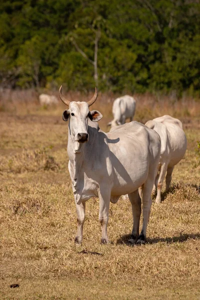 Vaca Adulta Uma Fazenda Brasileira Com Foco Seletivo — Fotografia de Stock