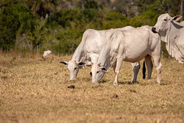 Ausgewachsene Kuh Einem Brasilianischen Bauernhof Mit Selektivem Fokus — Stockfoto