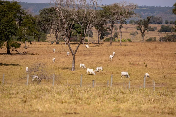 Campos Típicos Criação Gado Brasil — Fotografia de Stock