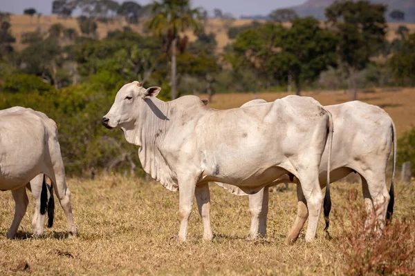 Ausgewachsene Kuh Einem Brasilianischen Bauernhof Mit Selektivem Fokus — Stockfoto