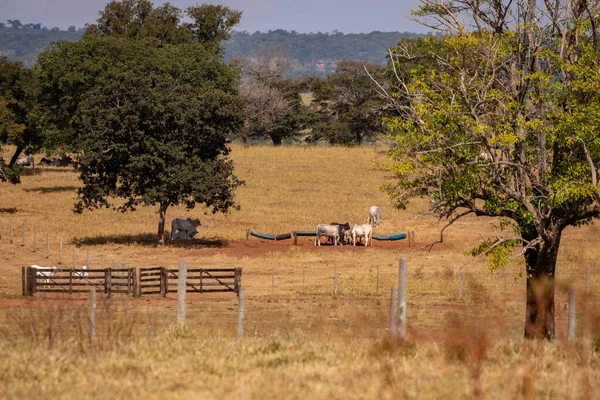 Typical Brazilian Cattle Ranching Pasture Fields — Stock Photo, Image