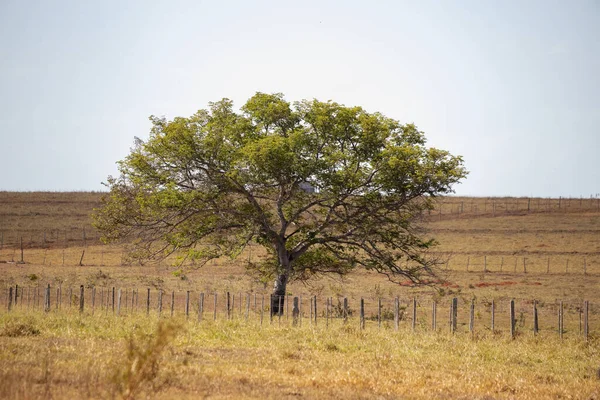 Duże Drzewo Angiospermowe Pastwisku Gospodarstwa — Zdjęcie stockowe