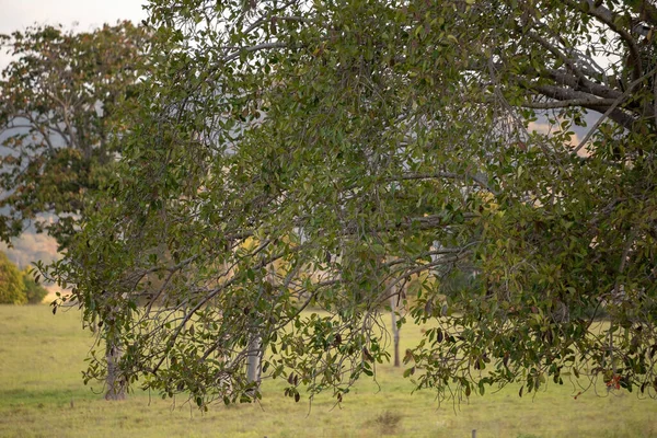 Gran Árbol Angiosperma Una Zona Pastoreo Una Granja —  Fotos de Stock