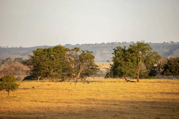 Typowe Brazylijskie Pola Uprawne Dla Bydła — Zdjęcie stockowe