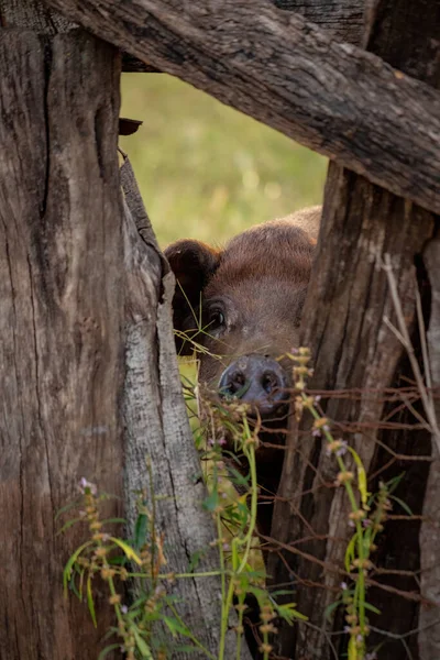 選択的焦点でファームスティで飼育黒豚 — ストック写真