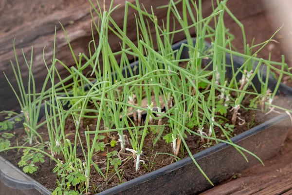 Pequenas Folhas Cebolinha Espécie Allium Schoenoprasum — Fotografia de Stock