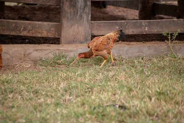 Domácí Kuřata Poddruhu Gallus Gallus Domesticus — Stock fotografie