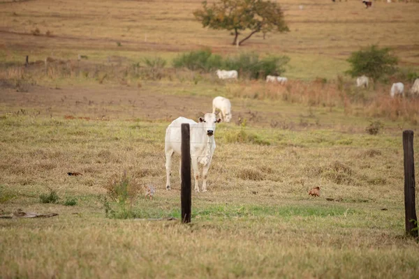 Volwassen Koe Een Braziliaanse Boerderij Met Selectieve Focus — Stockfoto