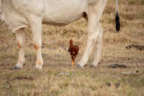 Poulet Domestique Sous Espèce Gallus Gallus Domesticus — Photo