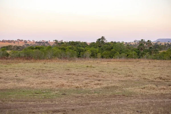 Fragment Résiduel Végétation Typique Cerrado Sur Une Ferme Brésilienne — Photo