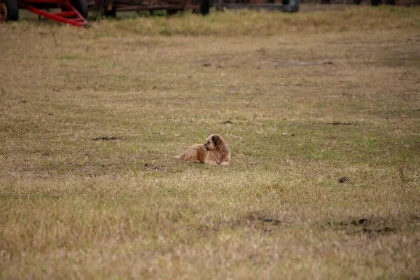 Cão Doméstico Uma Fazenda Com Foco Seletivo — Fotografia de Stock