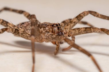 Nothroctenus cinsinin gezgin dişi örümceği.
