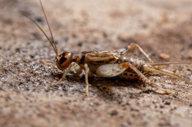 Gryllodes cinsinin küçük tarla çekirgesi