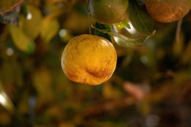 Turuncu meyve, seçici odaklı Citrus aurantium.