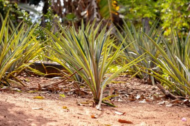 Ananas comosus türünün ananasları yetiştirilmiştir.