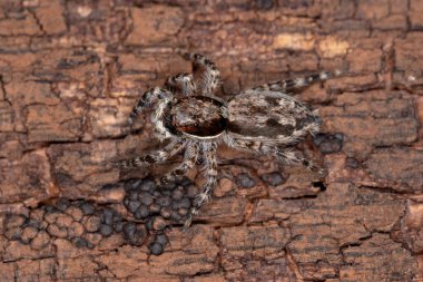 Küçük Gri Duvar Atlayan Örümcek türü Menemerus bivittatus