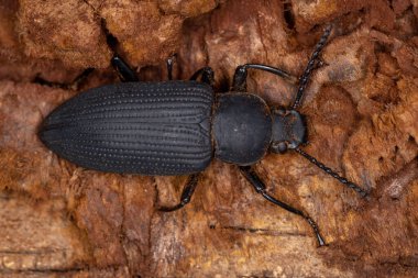 Zophobas cinsinin Yetişkin Karanlık Böceği