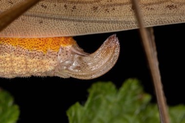 Hyperophora cinsinden bir Yaprak Katydid 'in dişi üreme organı.