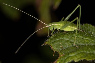Altfamilya Phaneropterinae 'den Katydid Nymph