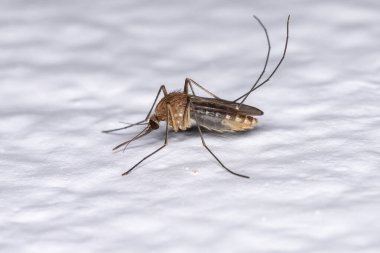 Adult Culicine Mosquito of the Genus Culex clipart