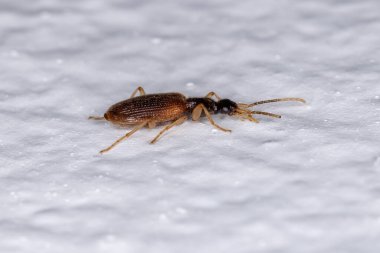 Carabidae ailesinin Küçük Yetişkin Böceği