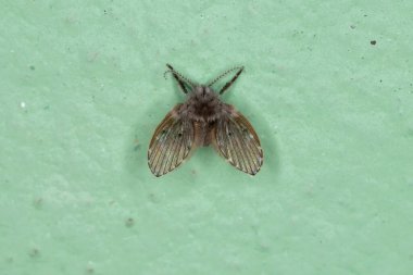 Yetişkin Banyo Güvesi. Tıkanmış albipunctata.
