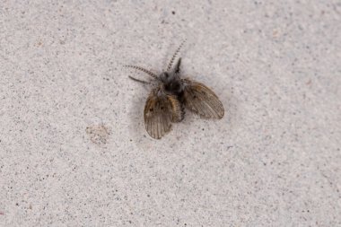 Yetişkin Banyo Güvesi. Tıkanmış albipunctata.