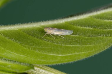 Alt familya Deltocephalinae 'nin küçük tipik Leafhopper' ı