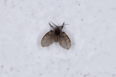 Yetişkin Banyo Güvesi. Tıkanmış albipunctata.