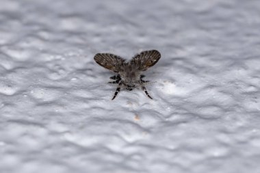 Yetişkin Banyo Güvesi. Tıkanmış albipunctata.