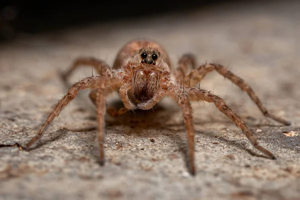 Dospělý Vlčí Pavouk Čeledi Lycosidae — Stock fotografie