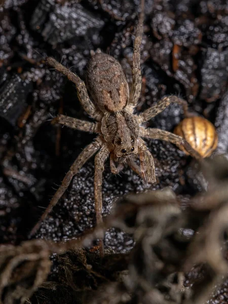 Lycosidae Ailesinin Yetişkin Kurt Örümceği — Stok fotoğraf