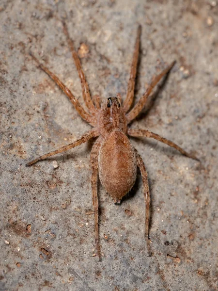 Взрослый Волк Паук Семейства Lycosidae — стоковое фото