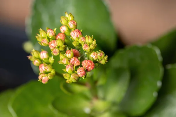 Цветочные Почки Растения Пламенеющий Katy Red Вида Kalanchoe Blossfeldiana Избирательным — стоковое фото