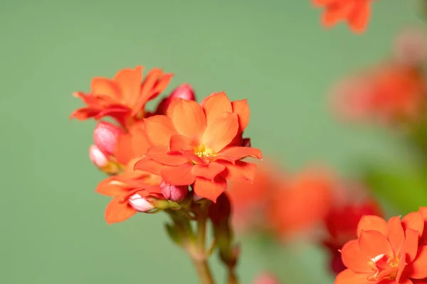 Flaming Katy Red Flower Species Kalanchoe Blossfeldiana Selective Focus — Stock Photo, Image