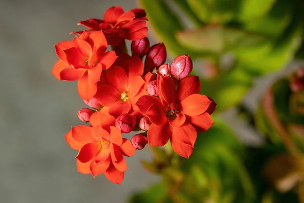 Flaming Katy Red Flower Species Kalanchoe Blossfeldiana Selective Focus — Stock Photo, Image