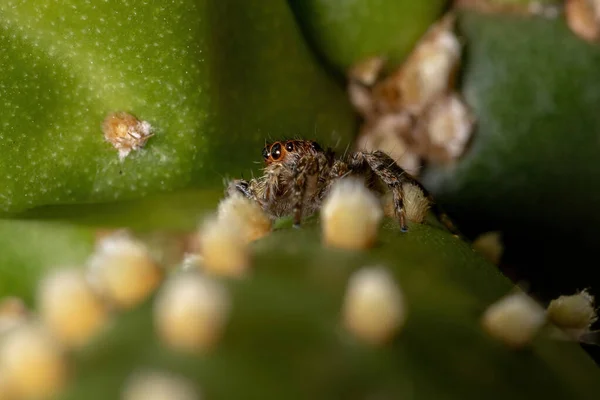 Small Pantropical Jumping Spider Species Plexippus Paykulli — Stock Photo, Image